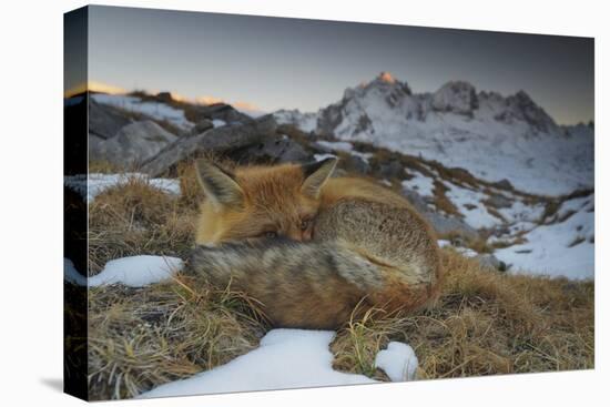 Close-Up of a Red Fox (Vulpes Vulpes) Resting-Benjamin Barthelemy-Premier Image Canvas