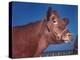 Close Up of a Red Poll Cow-Eliot Elisofon-Premier Image Canvas