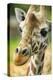 Close-up of a Reticulated Giraffe at the Jacksonville Zoo-Rona Schwarz-Premier Image Canvas