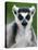 Close-Up of a Ring-Tailed Lemur, Berenty, Madagascar-null-Premier Image Canvas