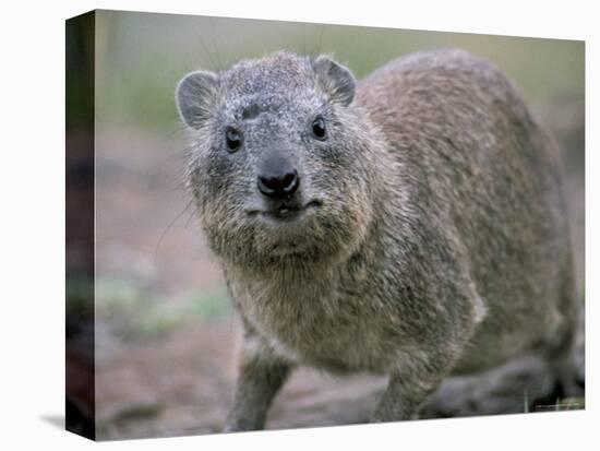 Close-Up of a Rock Hyrax (Heterohyrax Brucei), Kenya, East Africa, Africa-N A Callow-Premier Image Canvas