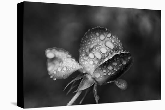 Close-up of a rose, Glendale, Los Angeles County, California, USA-Panoramic Images-Premier Image Canvas