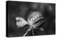 Close-up of a rose, Glendale, Los Angeles County, California, USA-Panoramic Images-Premier Image Canvas