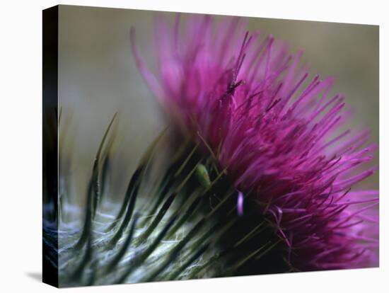 Close-Up of a Scottish Thistle Flower-Murray Louise-Premier Image Canvas