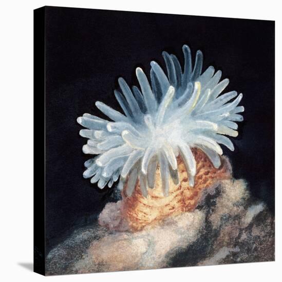 Close-Up of a Sea Anemone-null-Premier Image Canvas