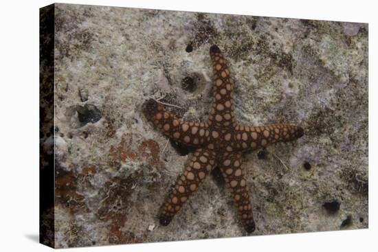 Close-Up of a Sea Star, Beqa Lagoon Fiji-Stocktrek Images-Premier Image Canvas