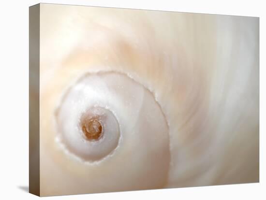 Close Up of a Shell-Nadia Isakova-Premier Image Canvas