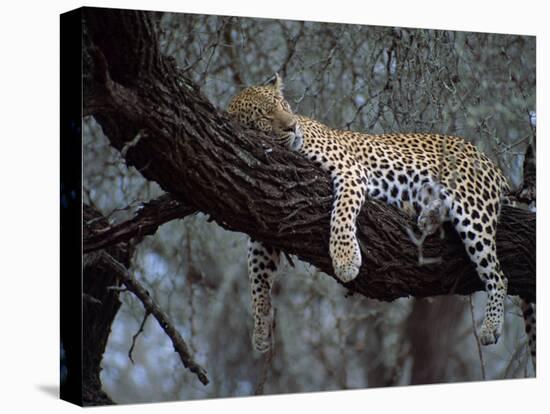 Close-Up of a Single Leopard, Asleep in a Tree, Kruger National Park, South Africa-Paul Allen-Premier Image Canvas