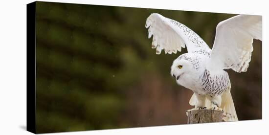 Close-Up of a Snowy Owl (Bubo Scandiacus) Prepare for Takeoff-null-Premier Image Canvas