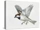 Close-Up of a Sparrow Flying (Passerus Domesticus)-null-Premier Image Canvas