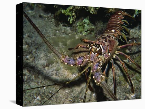 Close-Up of a Spiny Lobster, Caribbean Sea, Central America-Gavin Hellier-Premier Image Canvas