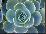 Close-Up of a Succulent Plant-Diane Miller-Stretched Canvas