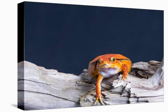 Close-up of a Tomato frog on tree stump-null-Premier Image Canvas