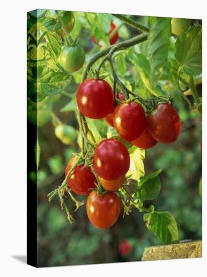 Close-Up of a Truss of Red and Ripening Vine Tomatoes on a Tomato Plant-Michelle Garrett-Premier Image Canvas