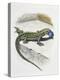 Close-Up of a Wall Lizard (Podarcis Muralis)-null-Premier Image Canvas