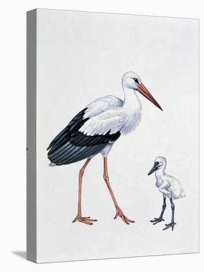 Close-Up of a White Stork with its Young (Ciconia Ciconia)-null-Premier Image Canvas