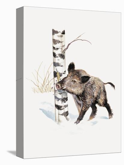 Close-Up of a Wild Boar Rubbing His Neck on a Tree Trunk (Sus Scrofa)-null-Premier Image Canvas