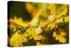 Close Up of Acorns and Autumnal Foliage of English Oak (Quercus Robur), Dorset, UK, September-Ross Hoddinott-Premier Image Canvas