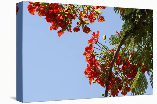 Close-Up of African Flame Tree, Stone Town, Zanzibar, Tanzania-Alida Latham-Premier Image Canvas