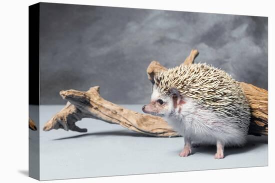 Close-up of African pygmy hedgehog-null-Premier Image Canvas