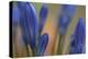 Close up of Agapanthus.-Richard Bryant-Stretched Canvas