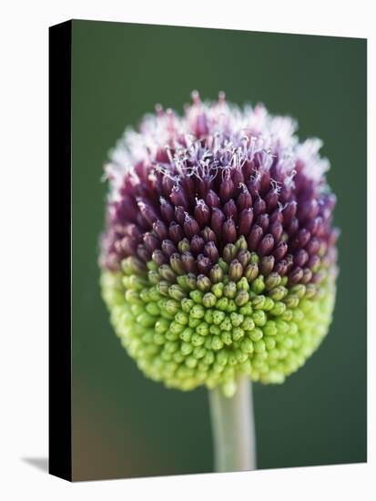 Close-Up of Allium Flower-Clive Nichols-Premier Image Canvas