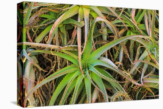 Close-up of aloe plant growing in San Diego, California.-Stuart Westmorland-Premier Image Canvas