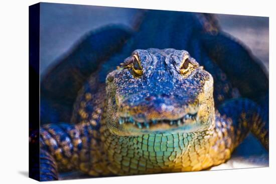 Close-up of an Alligator-null-Premier Image Canvas