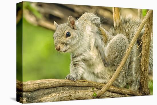 Close Up of an Eastern Gray Squirrel Scratching Itself on Branch-Rona Schwarz-Premier Image Canvas
