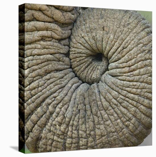 Close-up of an Elephant Trunk, Ngorongoro Conservation Area, Arusha Region, Tanzania-null-Premier Image Canvas