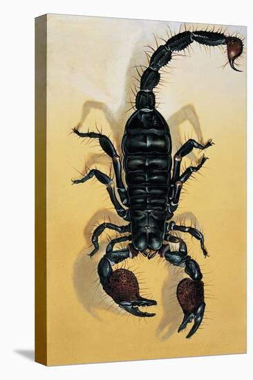 Close-Up of an Emperor Scorpion (Pandinus Imperator)-null-Premier Image Canvas