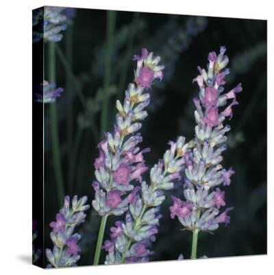 Close Up Of An English Lavender Plant Lavandula Angustifolia Photographic Print A Moreschi Art Com
