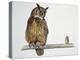 Close-Up of an Eurasian Eagle Owl (Bubo Bubo) Perching on a Branch with an Eurasian Pygmy Owl (Glau-null-Premier Image Canvas