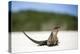 Close-Up of an Iguana on the Beach Near Staniel Cay, Exuma, Bahamas-James White-Premier Image Canvas