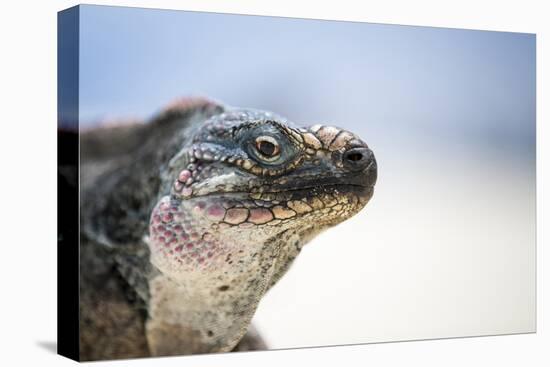 Close-Up of an Iguana on the Beach Near Staniel Cay, Exuma, Bahamas-James White-Premier Image Canvas