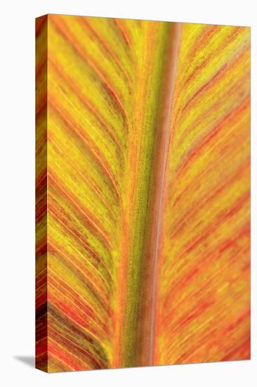 Close-up of an orange and yellow tropical leaf.-Stuart Westmorland-Premier Image Canvas