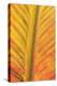 Close-up of an orange and yellow tropical leaf.-Stuart Westmorland-Premier Image Canvas