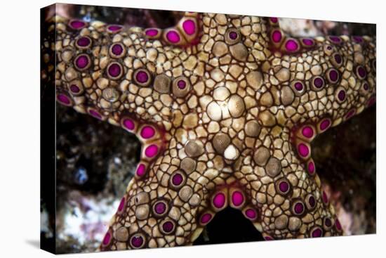 Close-Up of an Unidentified Sea Star in Indonesia-Stocktrek Images-Premier Image Canvas