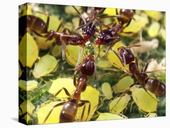 Close-up of Ants Harvesting Honeydew from Aphids, Lakeside, California, USA-Christopher Talbot Frank-Premier Image Canvas