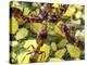 Close-up of Ants Harvesting Honeydew from Aphids, Lakeside, California, USA-Christopher Talbot Frank-Premier Image Canvas