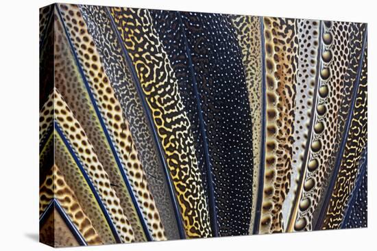 Close-Up of Argus Pheasant Wing Feathers-Darrell Gulin-Premier Image Canvas