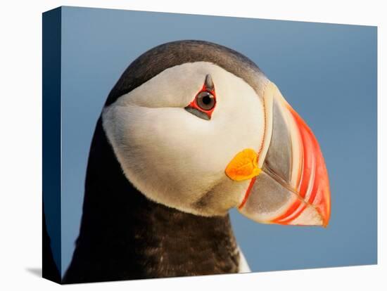 Close-Up of Atlantic Puffin-Arthur Morris-Premier Image Canvas