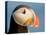 Close-Up of Atlantic Puffin-Arthur Morris-Premier Image Canvas