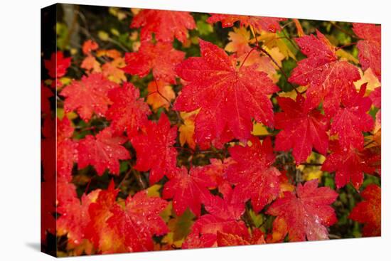 Close-up of autumn leaves, Portland, Oregon, USA-Panoramic Images-Premier Image Canvas