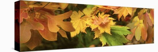 Close-up of autumn leaves-Panoramic Images-Premier Image Canvas