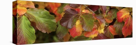 Close up of autumn leaves-Panoramic Images-Premier Image Canvas