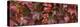 Close up of autumn leaves-Panoramic Images-Premier Image Canvas