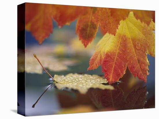 Close-up of Autumn Vine Maple Leaves Reflecting in Pool of Water, Bellingham, Washington, USA-Steve Satushek-Premier Image Canvas