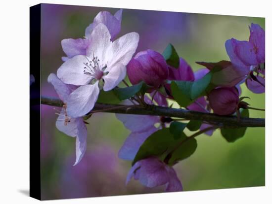 Close-Up of Azalea Flowers and Buds, Winterthur Gardens, Delaware, USA-null-Premier Image Canvas