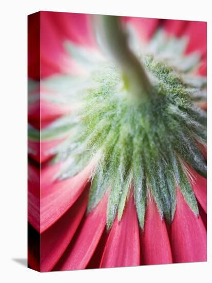 Close-Up of Back of Red Gerbera Daisy-Clive Nichols-Premier Image Canvas